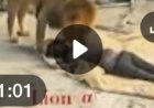 Full video Lion attack on construction site