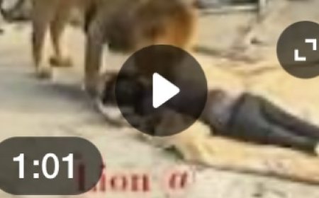 Full video Lion attack on construction site