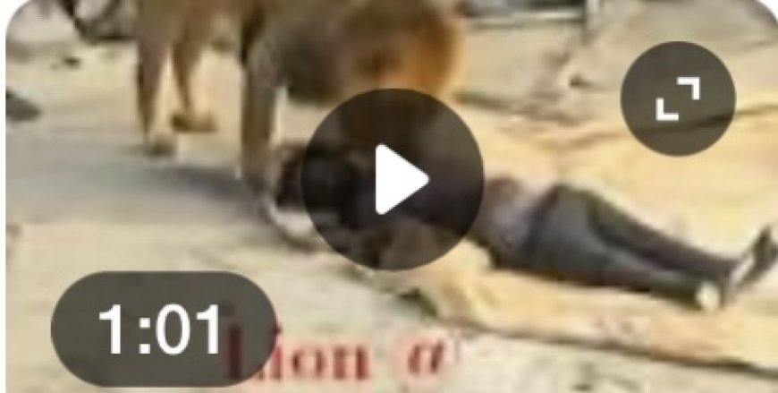 Full video Lion attack on construction site